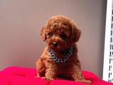 Orjinal Toy Poodle