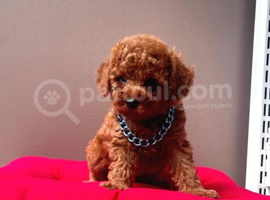 Orjinal Toy Poodle görsel