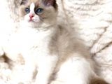 Ragdoll Safkan Show Class  Bebekleri̇m