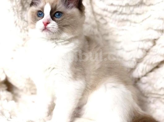 Ragdoll Safkan Show Class  Bebekleri̇m görsel