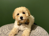 Toy Poodle 3 Aylık Dişi Ve Erkek Yavrularımız
