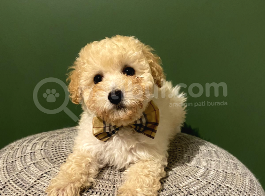 Toy Poodle 3 Aylık Dişi Ve Erkek Yavrularımız görsel