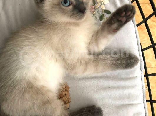 Di̇şi̇ Si̇yam Gri̇ Renk Blue Poi̇nt Nadi̇r görsel