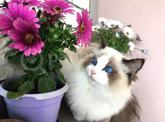 Ödüllü Ragdoll Bebekleri̇m görsel