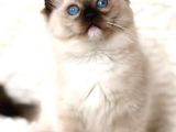 Ragdoll Safkan Show Class  Bebekleri̇m