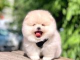 Safkan Pomeranian Boo Yavrular