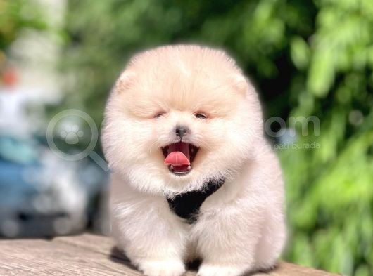 Safkan Pomeranian Boo Yavrular görsel