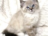 Ragdoll Safkan Show Class  Bebekleri̇m