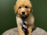Toy Poodle 3 Aylık Dişi Ve Erkek Yavrularımız