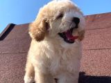 A Kalite F1 Malti̇poo Oğlumuz 2.5 Aylık