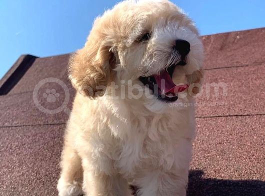 A Kalite F1 Malti̇poo Oğlumuz 2.5 Aylık görsel