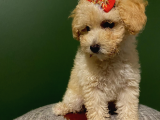 Toy Poodle 3 Aylık Dişi Ve Erkek Yavrularımız