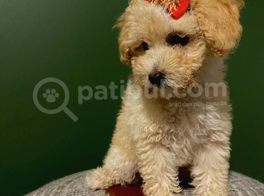 Toy Poodle 3 Aylık Dişi Ve Erkek Yavrularımız görsel