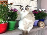 Ragdoll Safkan Show Class  Bebekleri̇m