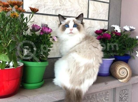 Ragdoll Safkan Show Class  Bebekleri̇m
