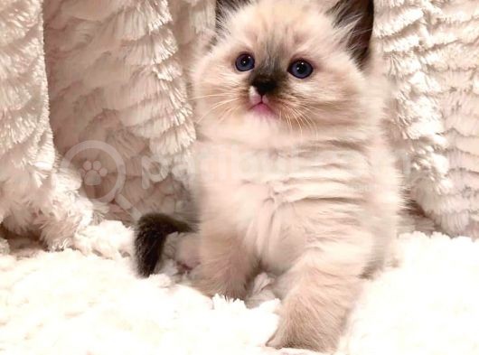 Ödüllü Ragdoll Bebekleri̇m görsel