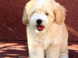 A Kalite F1 Malti̇poo Oğlumuz 2.5 Aylık