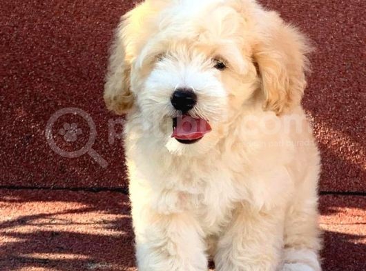 A Kalite F1 Malti̇poo Oğlumuz 2.5 Aylık görsel