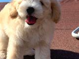 A Kalite F1 Malti̇poo Oğlumuz 2.5 Aylık