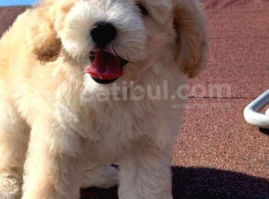 A Kalite F1 Malti̇poo Oğlumuz 2.5 Aylık görsel