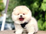 Safkan Pomeranian Boo Yavrular