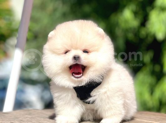 Safkan Pomeranian Boo Yavrular