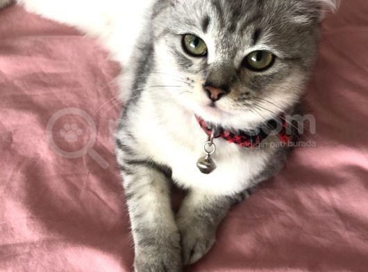 Zorunda Kaldığım İçin Sahiplendiriyorum  görsel