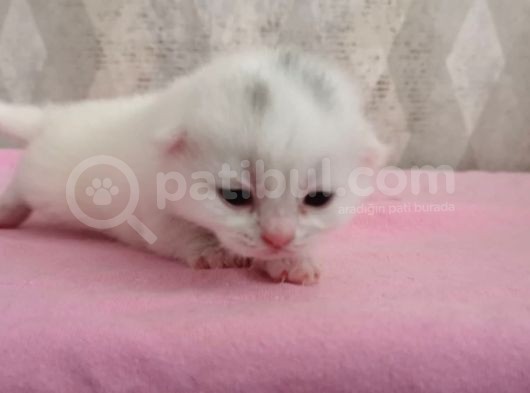 Scoti̇sh 55 Günlük Yavru