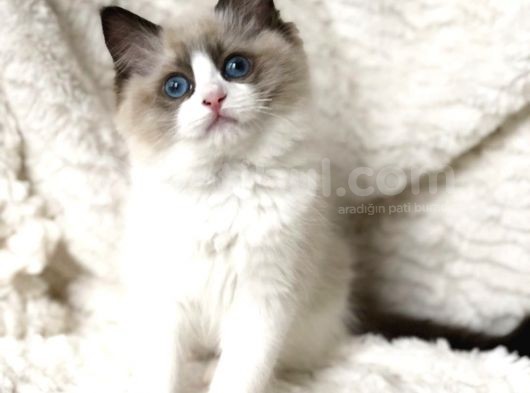 Ödüllü Ragdoll Bebekleri̇m görsel