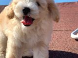 A Kalite F1 Malti̇poo Oğlumuz 2.5 Aylık
