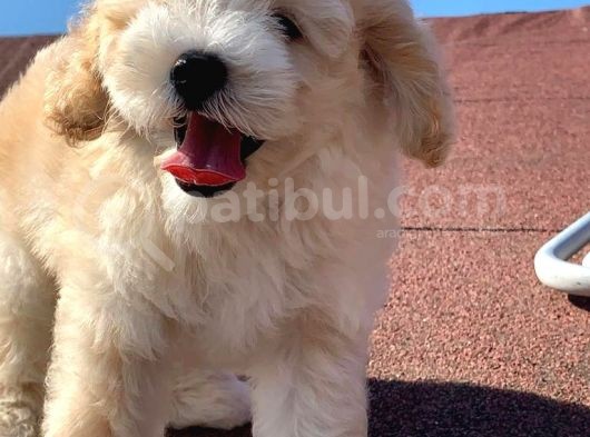 A Kalite F1 Malti̇poo Oğlumuz 2.5 Aylık görsel