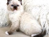 Ragdoll Safkan Show Class  Bebekleri̇m