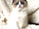 Ragdoll Safkan Show Class  Bebekleri̇m