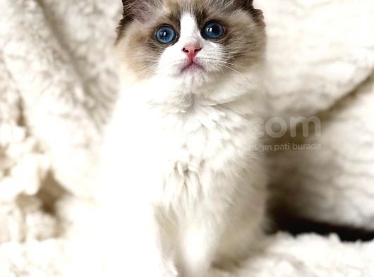Ragdoll Safkan Show Class  Bebekleri̇m görsel