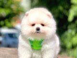 Safkan Pomeranian Boo Yavrular