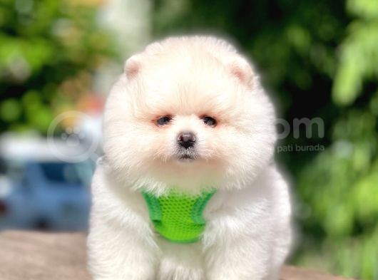Safkan Pomeranian Boo Yavrular görsel