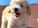 A Kalite F1 Malti̇poo Oğlumuz 2.5 Aylık