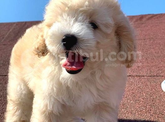 A Kalite F1 Malti̇poo Oğlumuz 2.5 Aylık