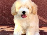 A Kalite F1 Malti̇poo Oğlumuz 2.5 Aylık