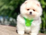 Safkan Pomeranian Boo Yavrular
