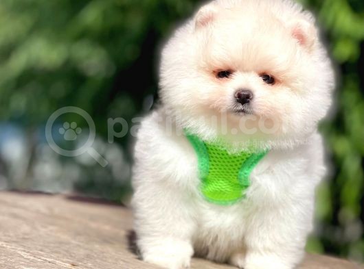 Safkan Pomeranian Boo Yavrular görsel