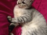 Zorunda kaldığım İçin sahiplendiriyorum 