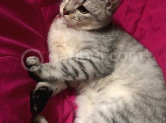 Zorunda Kaldığım İçin Sahiplendiriyorum 