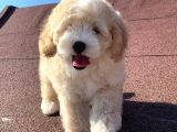 A Kalite F1 Malti̇poo Oğlumuz 2.5 Aylık