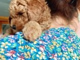 Küt Burunlu Tam Bebek Surat Orjinal Dişi Poodle Yavrusu