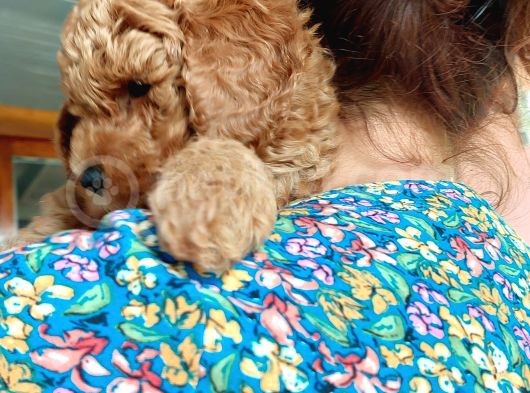 Küt Burunlu Tam Bebek Surat Orjinal Dişi Poodle Yavrusu görsel