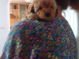 Küt Burunlu Tam Bebek Surat Orjinal Dişi Poodle Yavrusu