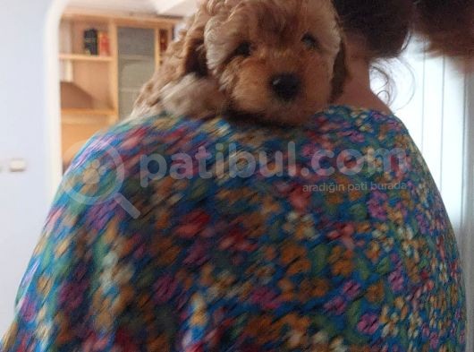 Küt Burunlu Tam Bebek Surat Orjinal Dişi Poodle Yavrusu görsel