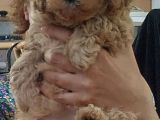 Küt Burunlu Tam Bebek Surat Orjinal Dişi Poodle Yavrusu