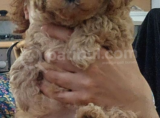 Küt Burunlu Tam Bebek Surat Orjinal Dişi Poodle Yavrusu görsel
